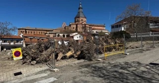 Alt-Un alcalde del PP tala 65 árboles de un parque del centro del pueblo para hacer unas obras cuando los técnicos dijeron que había que salvarlos: ya hay denuncia en la Fiscalía