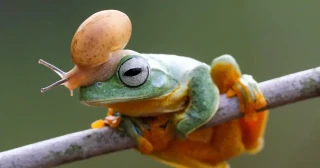 Alt-Los dúos más icónicos del reino animal, en 12 fotos: dos osos bailando, un ave susurrándole al oído a un ciervo, y otros encuentros sorprendentes