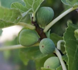 Alt-Investigadores descubren que las higueras convierten el CO2 atmosférico en piedra, mediante un proceso natural de mineralización