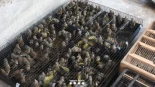 Alt-Cientos de pájaros cazados furtivamente en Huesca son localizados en Barcelona