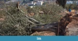 Alt-Colonos israelíes y soldados arrancan miles de árboles para castigar a una aldea palestina