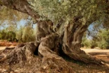 Alt-El árbol más viejo de España es un olivo catalán que aún da frutos y fue plantado hace 1.700 años en la época romana