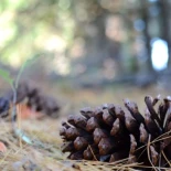 Alt-Sí se puede “tocar” el monte, sí se puede coger una piña: desmontando bulos sobre incendios forestales