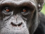 Alt-Compartimos el planeta con “otro ser racional”: los chimpancés cambian de creencia ante nuevas pruebas