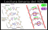Alt-¿El ADN es código binario?