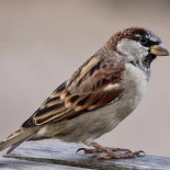 Alt-El declive de las aves como indicador de declive medioambiental