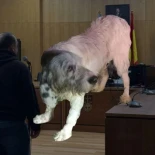 Alt-Condenado por tirar al perro Pistón desde un viaducto a 90 metros de altura en la AG-53