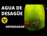 Alt-Metí agua de alcantarilla en un frasco, 100 días después esto apareció!