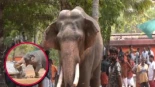 Alt-Elefante enloquece y mata a su cuidador durante festejos de un festival religioso en India; destruyó coches y todo a su paso en una furia incontrolable