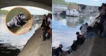 Alt-Un perro cayó al río Sena y un grupo de personas creó una cadena para rescatarle