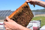 Alt-Llenamos el campo de paneles solares para frenar el cambio climático. Sin querer, hemos salvado a 122 especies de abejas