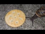 Alt-Caracol comiendo una galleta Ritz con música de Doom