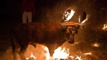 Alt-La Junta declara BIC el Toro Jubilo de Medinaceli y el PACMA recurrirá la declaración