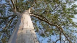 Alt-España plantó un árbol invasor en 1960 pensando que era una gran idea, y lo preocupante es cómo ahora está afectando gravemente a la avifauna local porque el ecosistema no puede soportarlo [ENG]