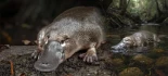 Alt-Ornitorrinco más raro: melanosomas huecos en su pelaje