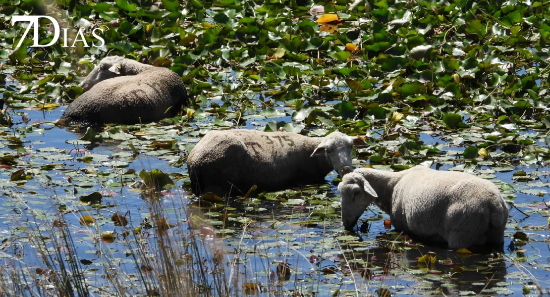 Las ovejas acuáticas ya pastan en el Guadiana de Badajoz