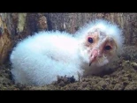 Alt-Lechucita se hace la cama y se pone a dormir: video viral