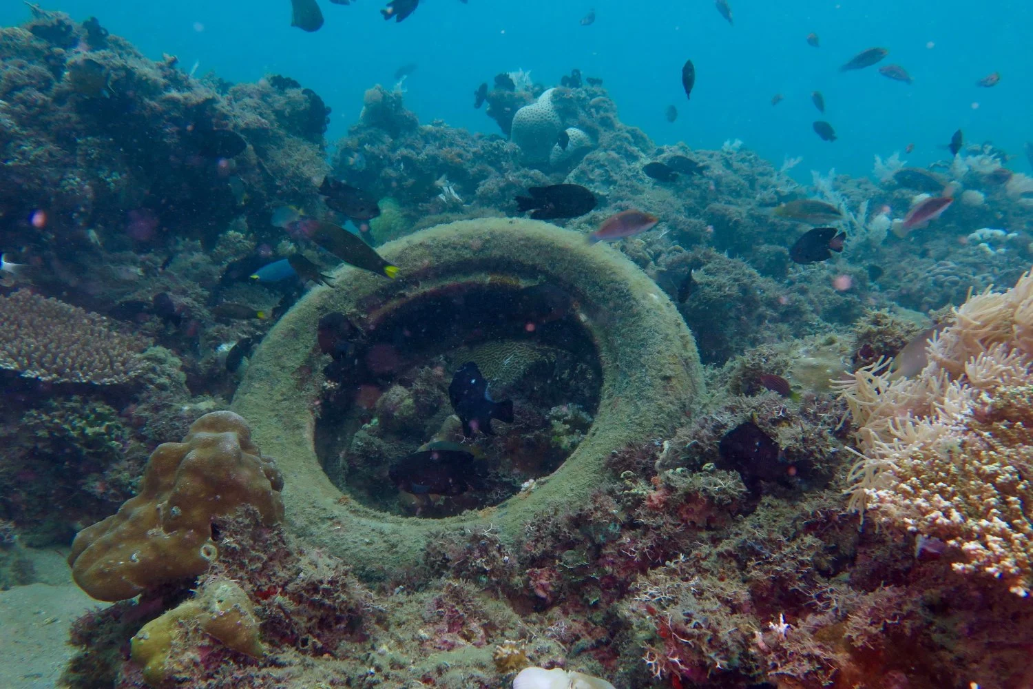 Alt-El desastroso arrecife de neumáticos de los años 70: aún quedan 500.000 en el mar