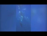 Orcas embisten a pez luna muerto y lo hacen explotar en mil pedazos