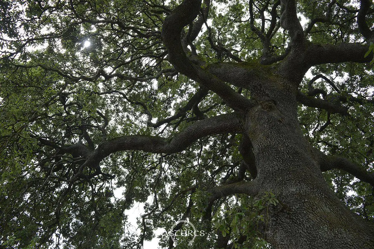 Bellotas y alimentación en el norte peninsular: ¿tenía razón Estrabón?