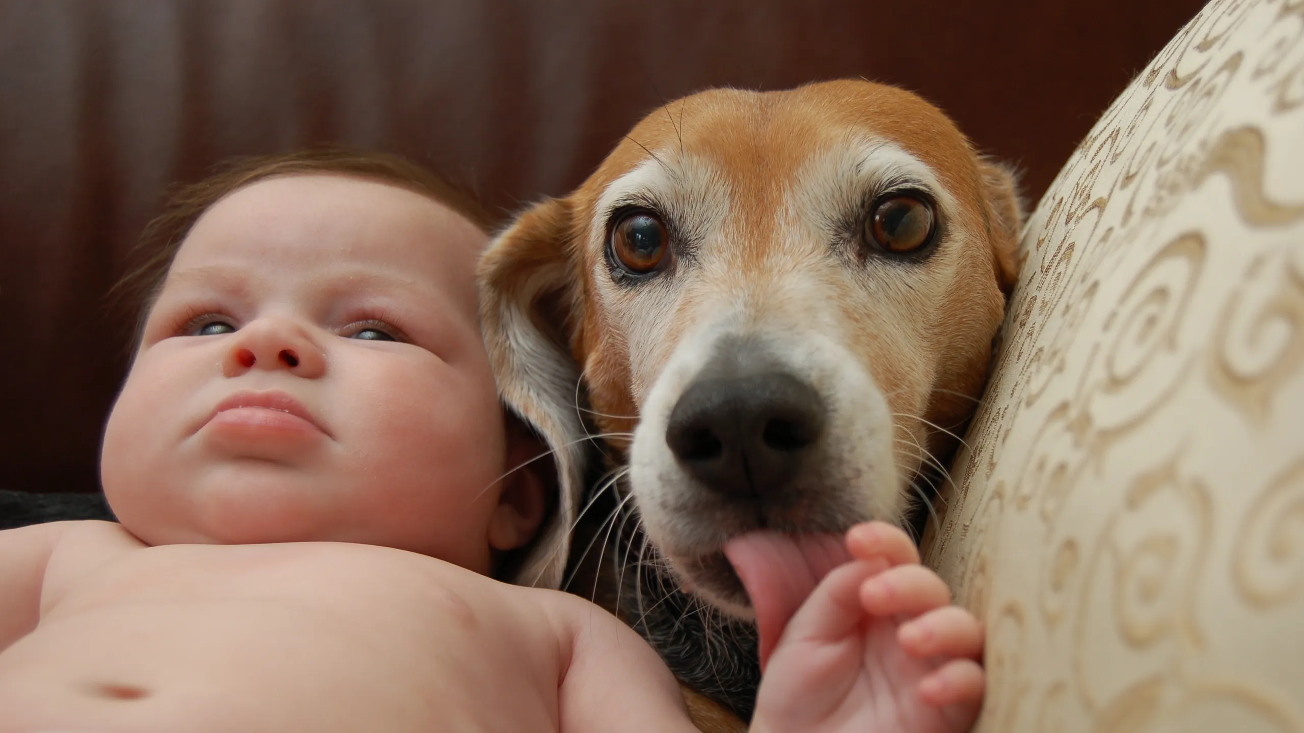 Los gérmenes que esparce tu perro pueden ser saludables para tus hijos