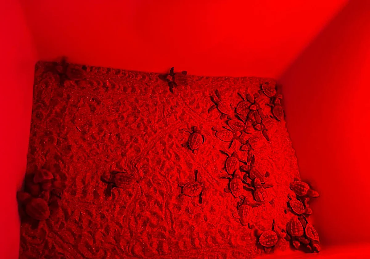 Dos eclosiones de tortuga boba dejan más de un centenar de crías en Dénia
