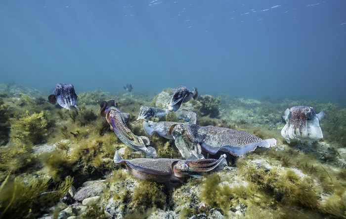 Australia: la concentración masiva de sepias gigantes no apareció en 2026