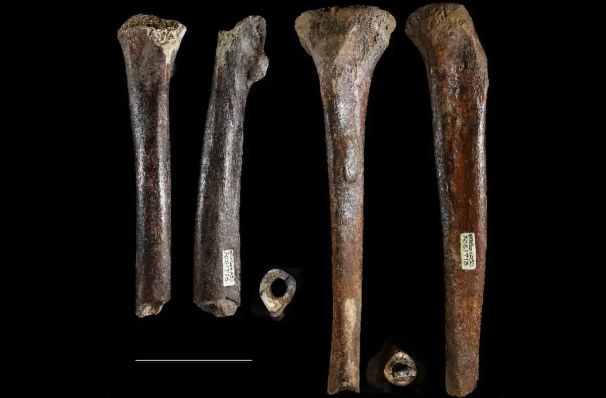 Denisovanos gigantes en Taiwán: hallazgo de hace 45.000 años