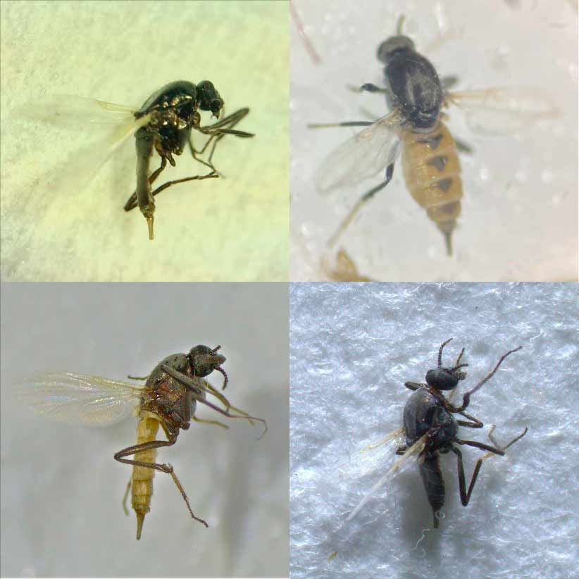 Cuatro nuevas especies de moscas chupasangre halladas en Andalucía