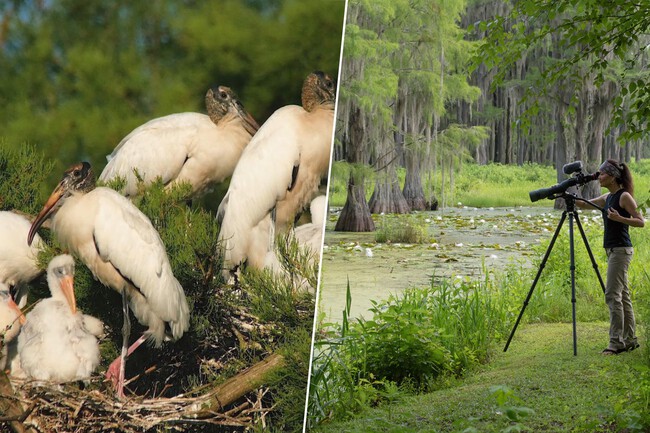 Pareja compra pantano en Florida y salva un ecosistema