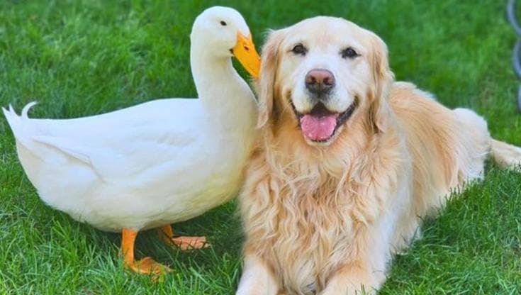 Un pato devuelve la sonrisa a una golden retriever con epilepsia