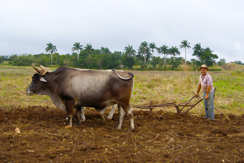 EEUU intenta bloquear el suministro de alimentos a Cuba con nuevas sanciones