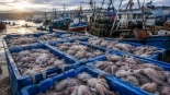 La plaga de pulpos en Reino Unido bate récords en 2026