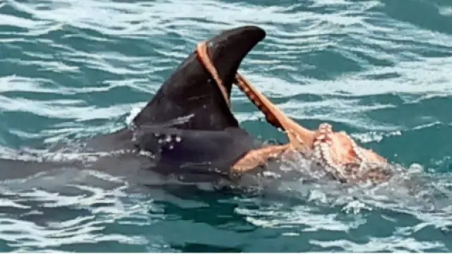 Pulpo 'monta' a un delfín de Risso en Devon: la plaga que altera las especies marinas