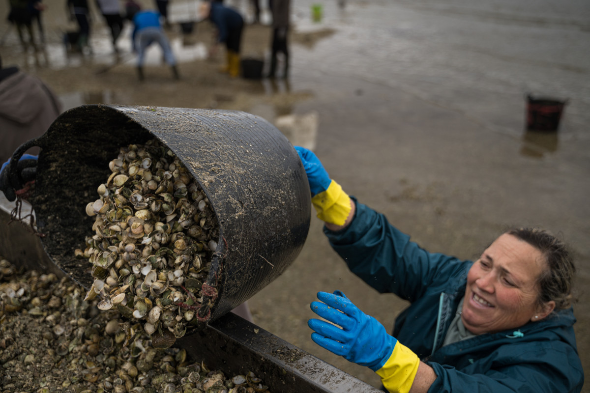 Galicia pierde la mitad de su marisco en diez años