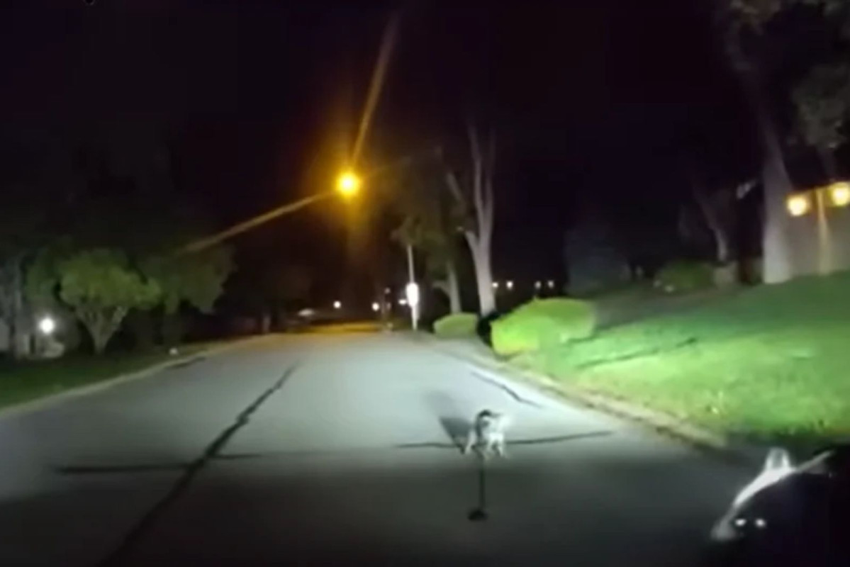 Perro héroe guía a policía hasta su dueño accidentado en Kansas