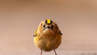 Nikon Comedy Wildlife Awards 2026: finalistas y fecha de la gala
