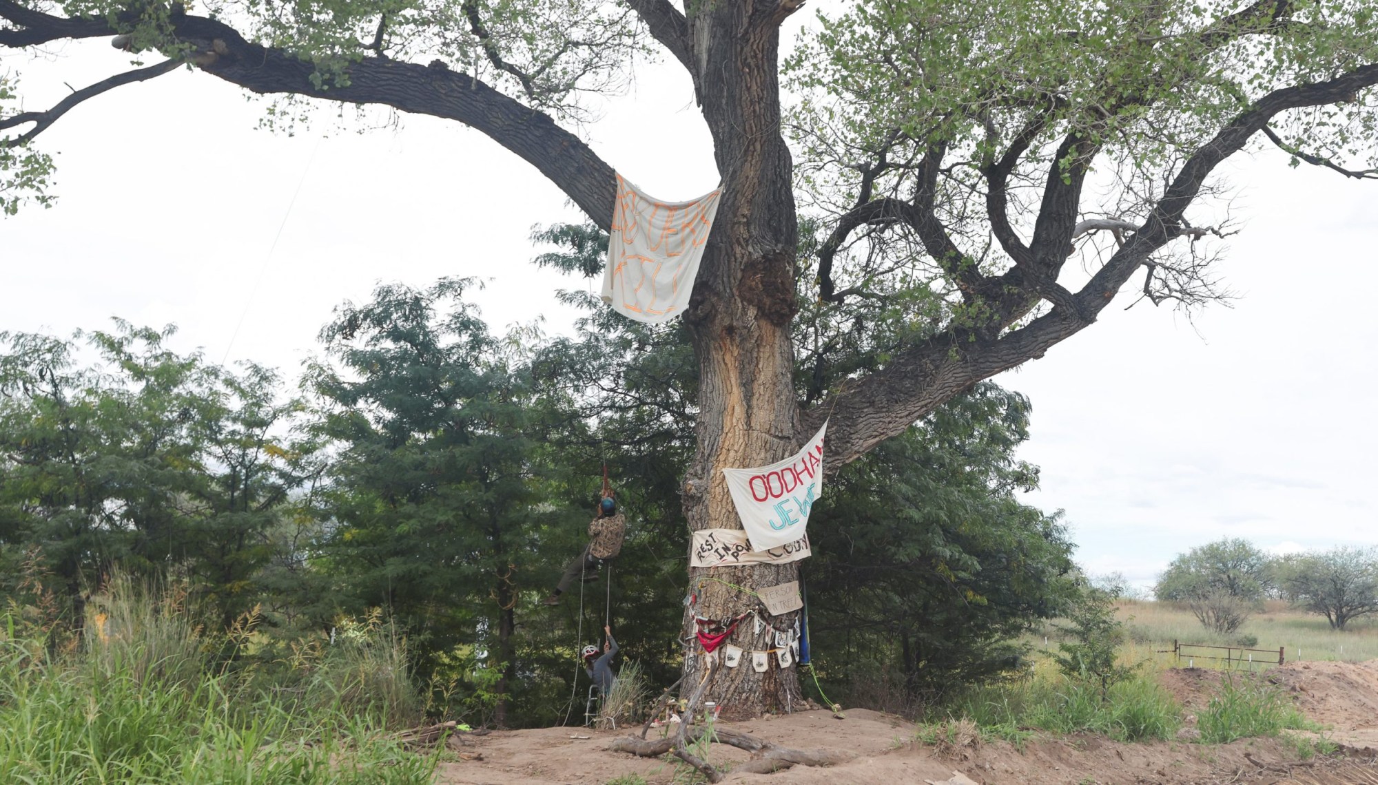 Talan el 'árbol abuela' en Arizona tras 71 días de protesta