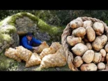 Pozos de patatas: el secreto ancestral para conservar la simiente en la montaña