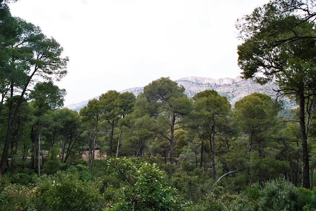 Sierra Espuña: de disparar semillas a Parque Regional