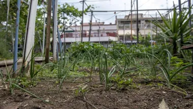 Alt-Multas de 100.000 euros a huertos urbanos de 85 familias en El Puerto