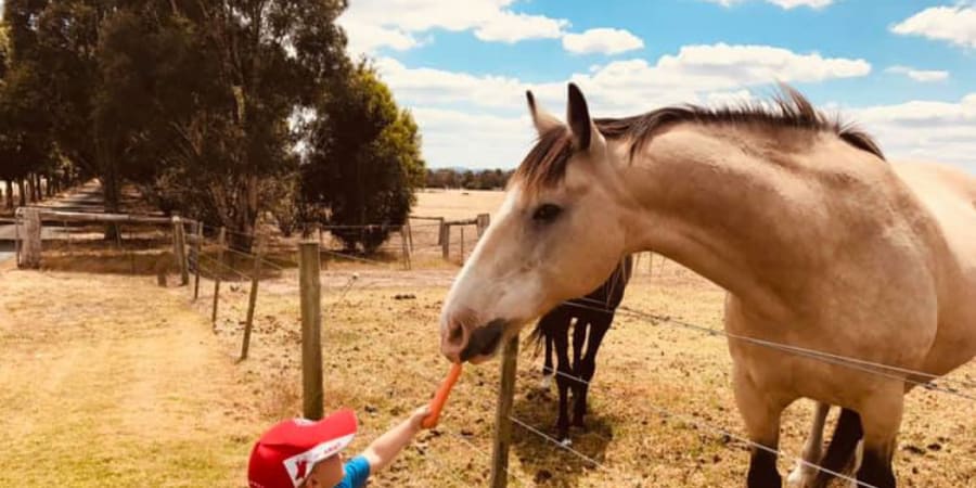 Companion animal care at Eastwood Vets Bairnsdale