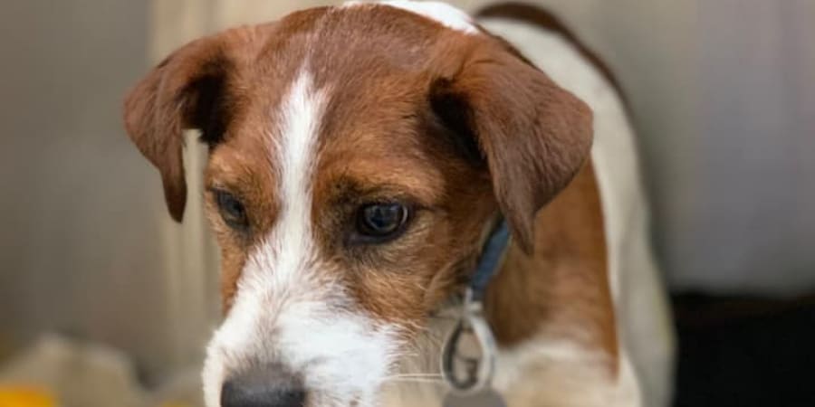 Veterinary care at Eastwood Vets East Gippsland