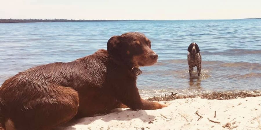 Large and small animal vet in Bairnsdale