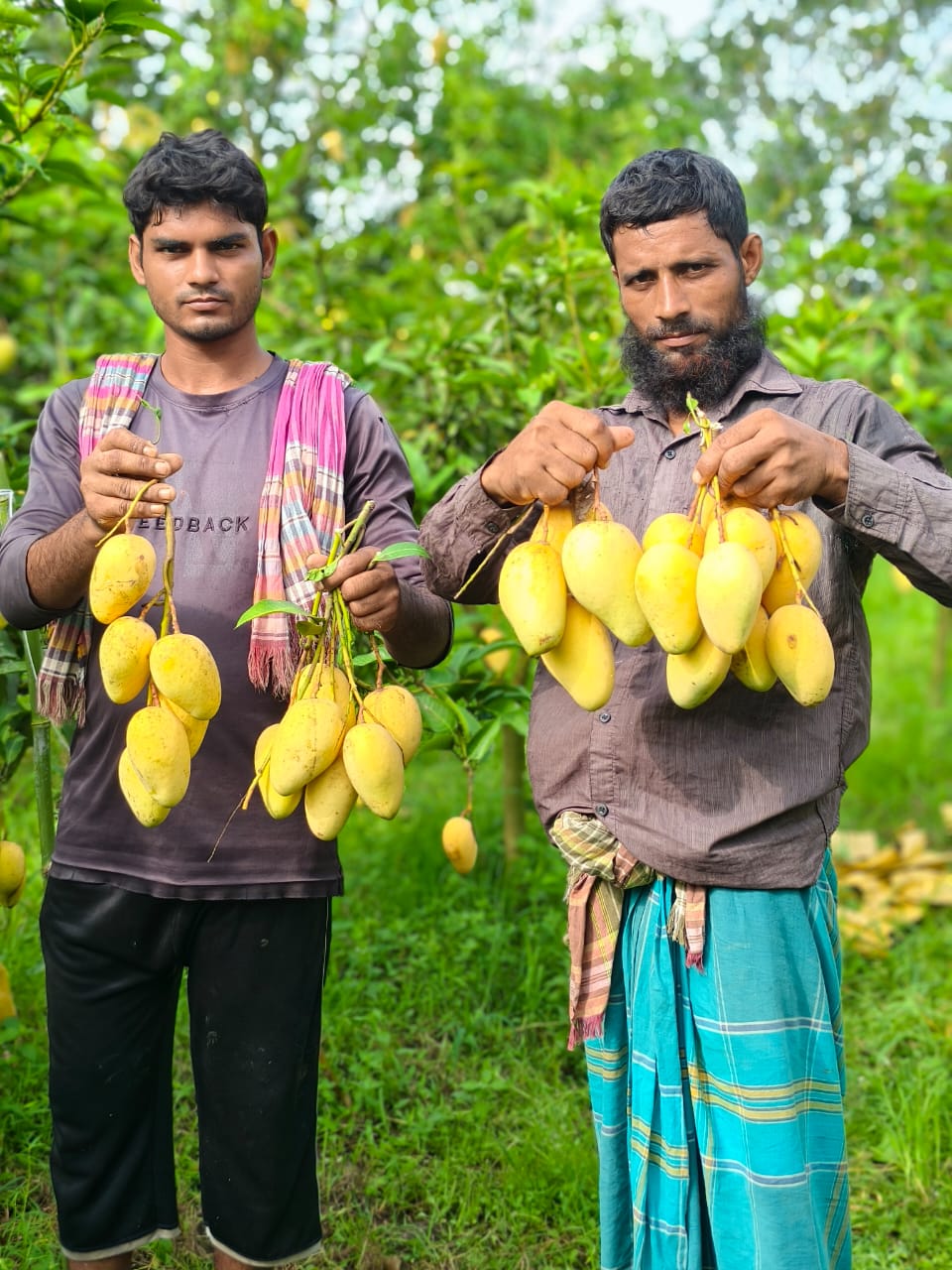 বারোমাসি সুইট কাটিমন আমের বৈশিষ্ট্য
