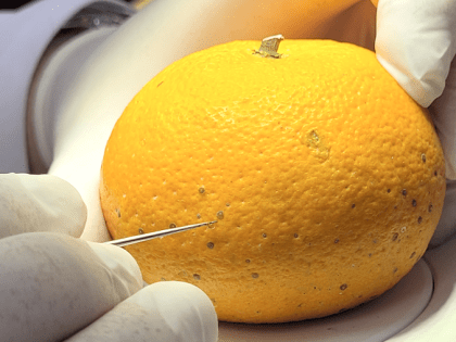 Около 46 тонн зараженной вредителями импортной плодоовощной продукции выявили специалисты Забайкальского филиала