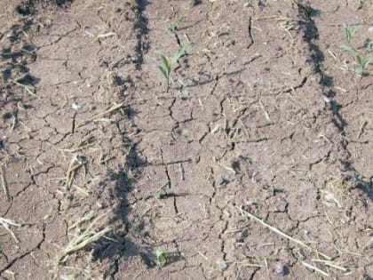 Чрезвычайная ситуация в Забайкальском крае из-за засухи