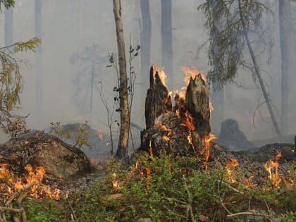 14 лесных пожаров действуют в Забайкальском крае