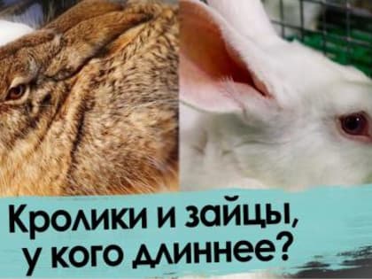 Двойное убийство в Рождество Христово