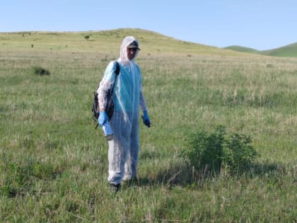 Диких животных вакцинируют в Балейском районе Забайкалья